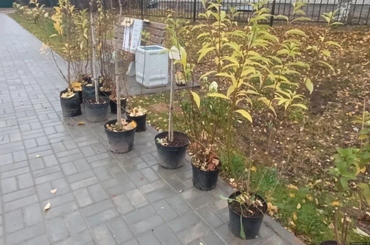    В Новосокольниках благоустраивают территорию между школой и храмом