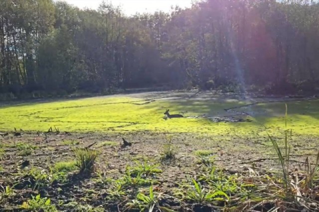   Скриншот из видео в телеграм-канале Куршской косы