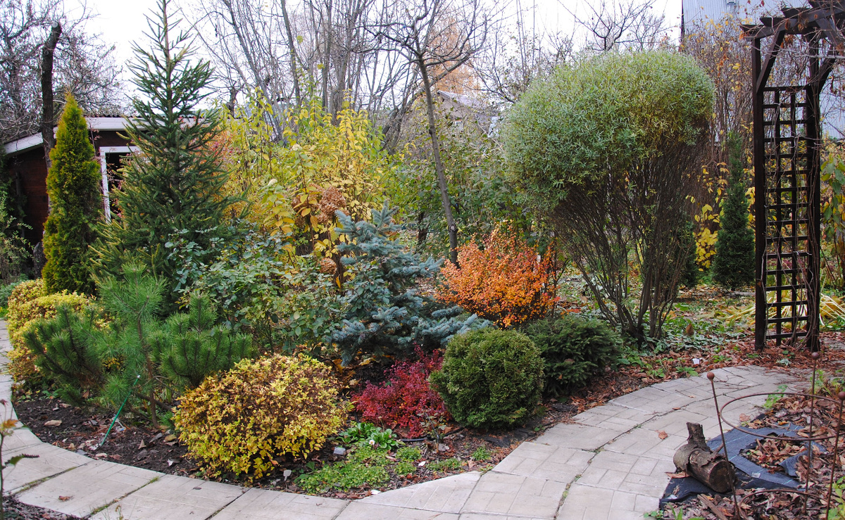 Мой сад осенью 2024 года