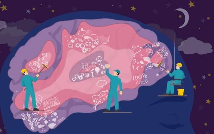 Во время сна происходит восстановление нейронов. Глимфатическая система мозга (в том числе) принимает в этом участие. Она представляет своеобразный анатомический ликворный путь элиминации продуктов жизнедеятельности из тканей ЦНС.