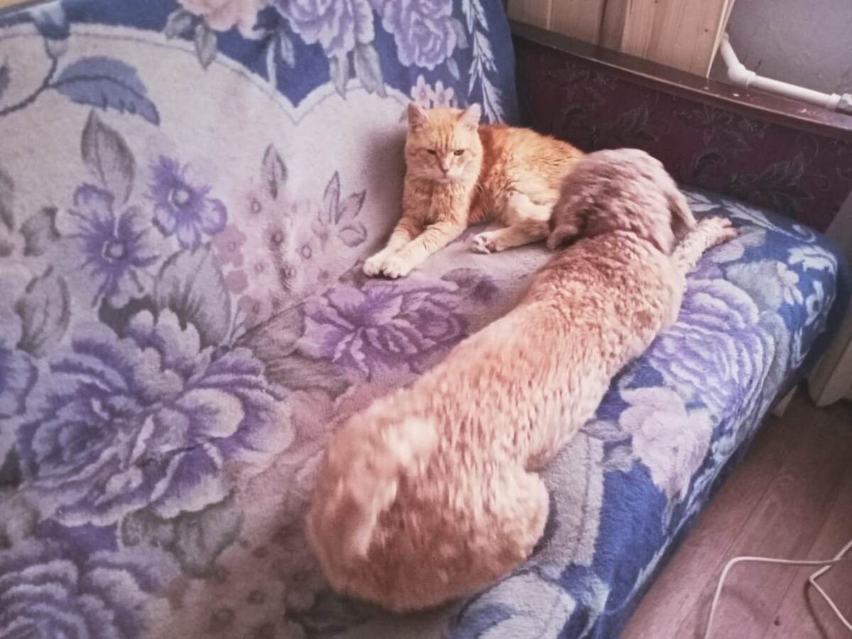 Барсик: - Что я здесь делаю?..