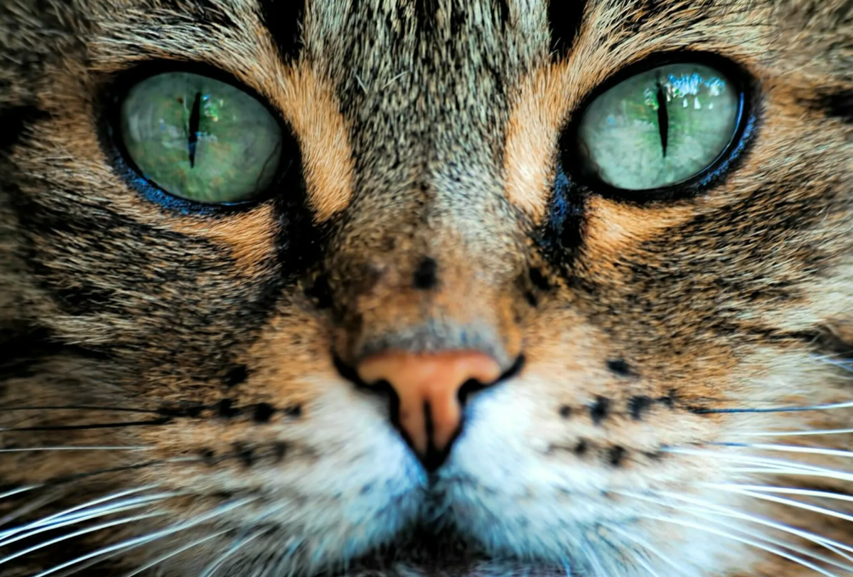 - Свет мой зеркальце, скажи...