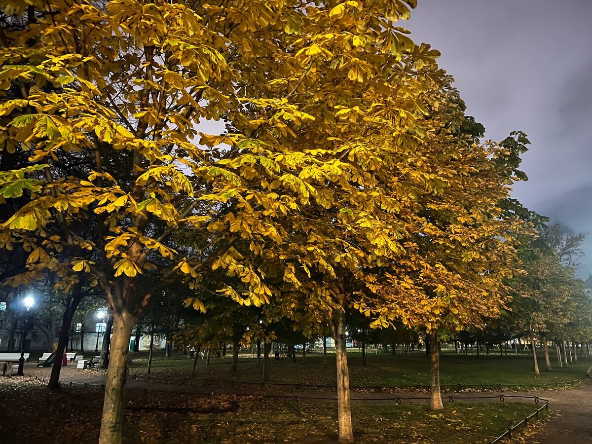 За время челленджа, видимо, вечерний садик будет снят со всех ракурсов