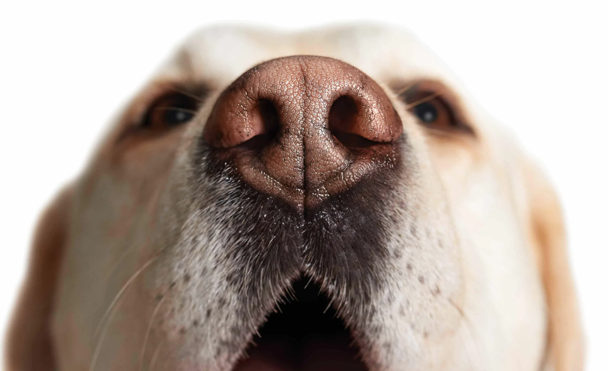 Потерять нюх — так говорят о человеке, который утратил чувство осторожности или чувствительность к чему-то, стал менее внимательным.