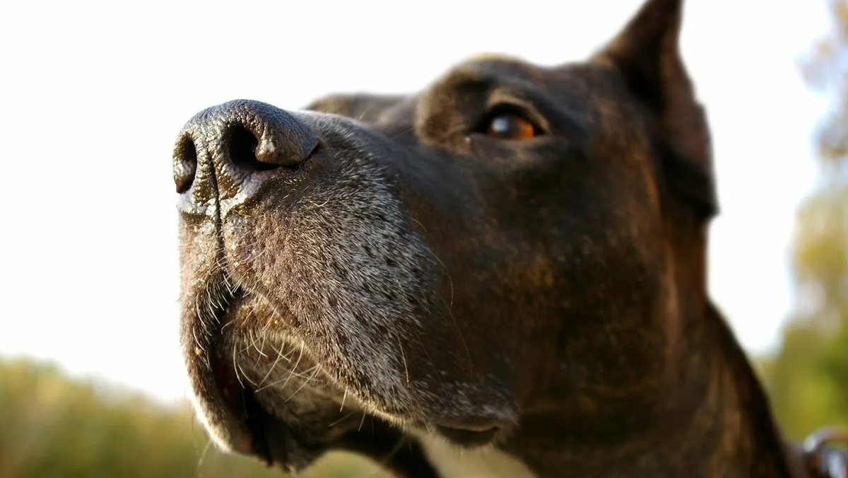 Чутьё охотника — фраза, используемая для описания кого-то, у кого сильная интуиция или способность предугадывать правильное направление.