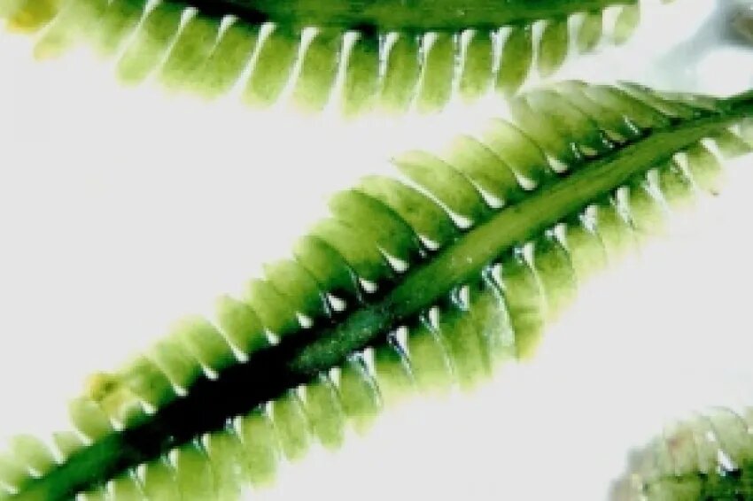 Caulerpa Taxifolia. Из открытых источников.