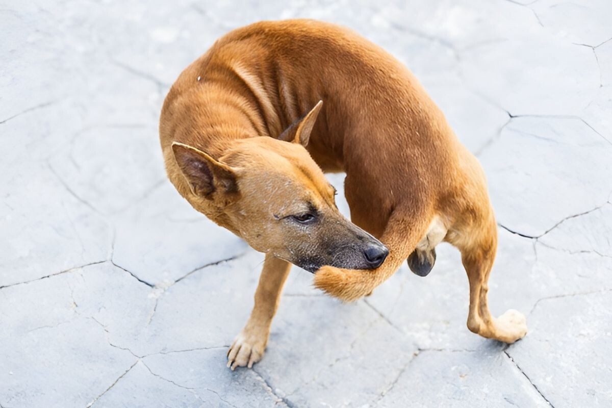 Почему собака "бегает" за хвостом