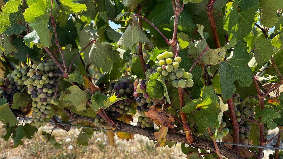    Фото: телеканал «Краснодар»