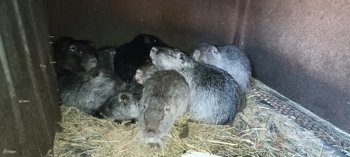 нутрии в клетке