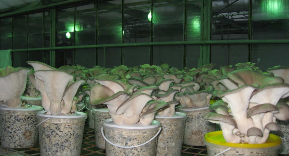 Почему фермеры, выращивающие грибы на продажу, едят только вешенки, а не шампиньоны и шиитаке