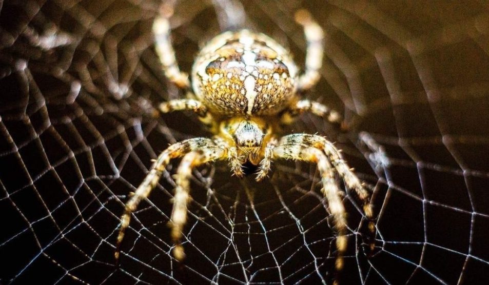 Паук-крестовик. Единственный, который попадался мне в дикой природе. Фото из интернета