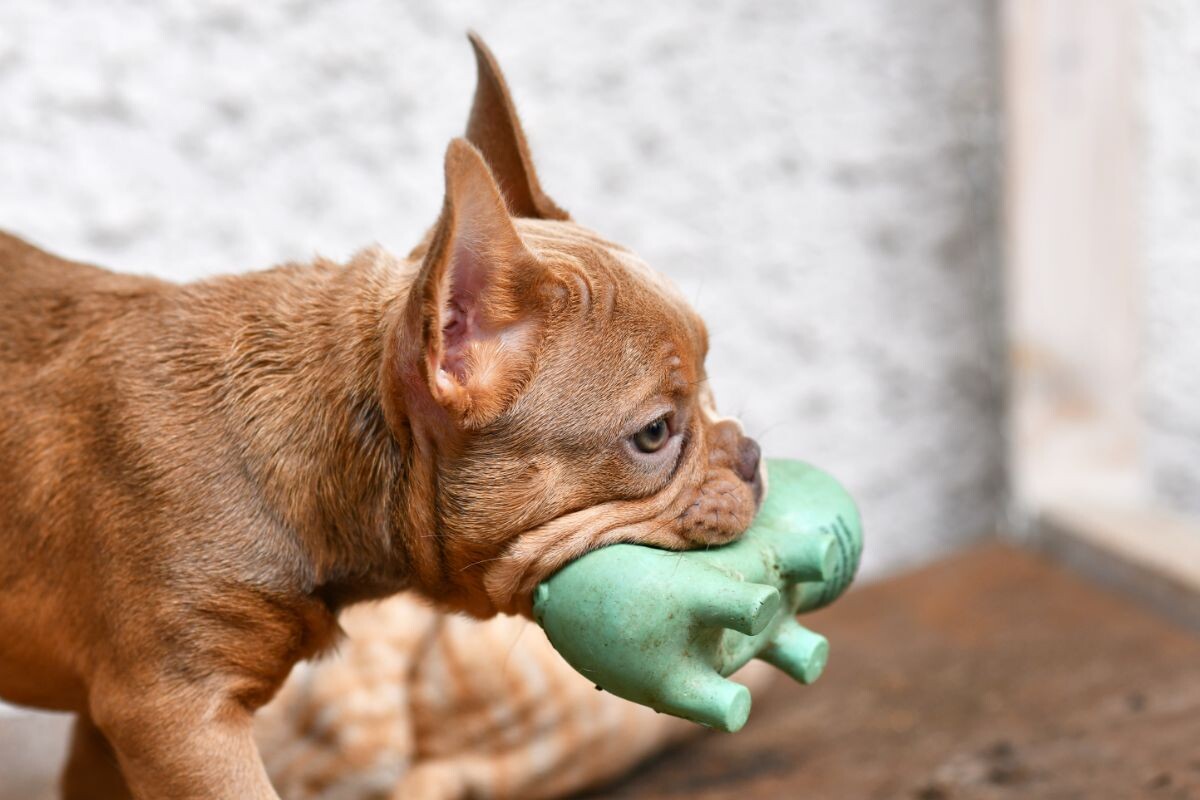 Почему собаки любят пищащие игрушки 