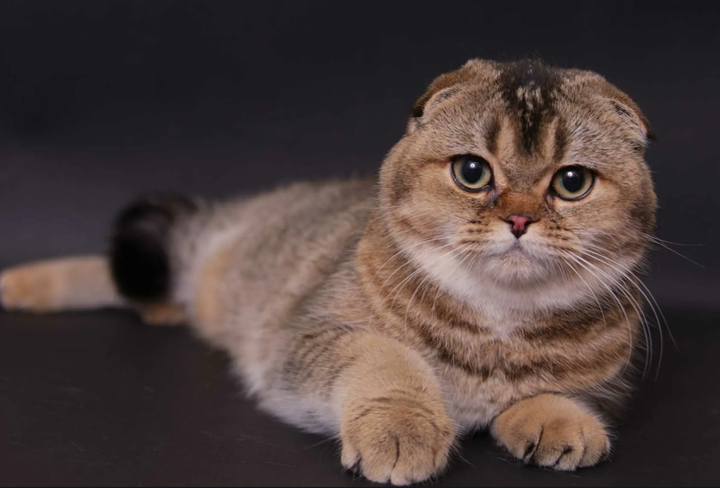 Сибирская кошка вислоухая