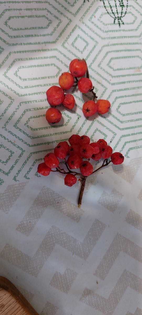 Всего-то наш урожай Невежинской. Пара кисточек.