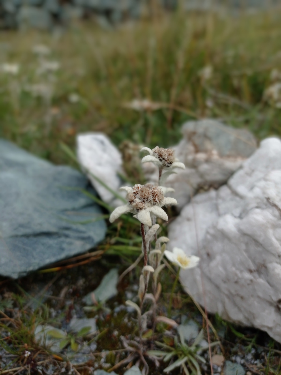 Эдельвейсы