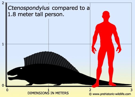 Ктеноспондил по сравнению с человеком.