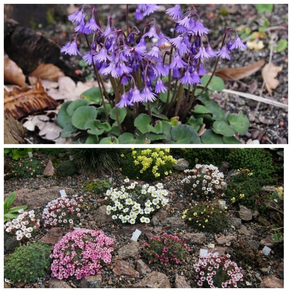 коллаж, фото из сети https://yandex.ru/search/?text=сольданелла+горная&lr=10659&clid=1882628&src=suggest_