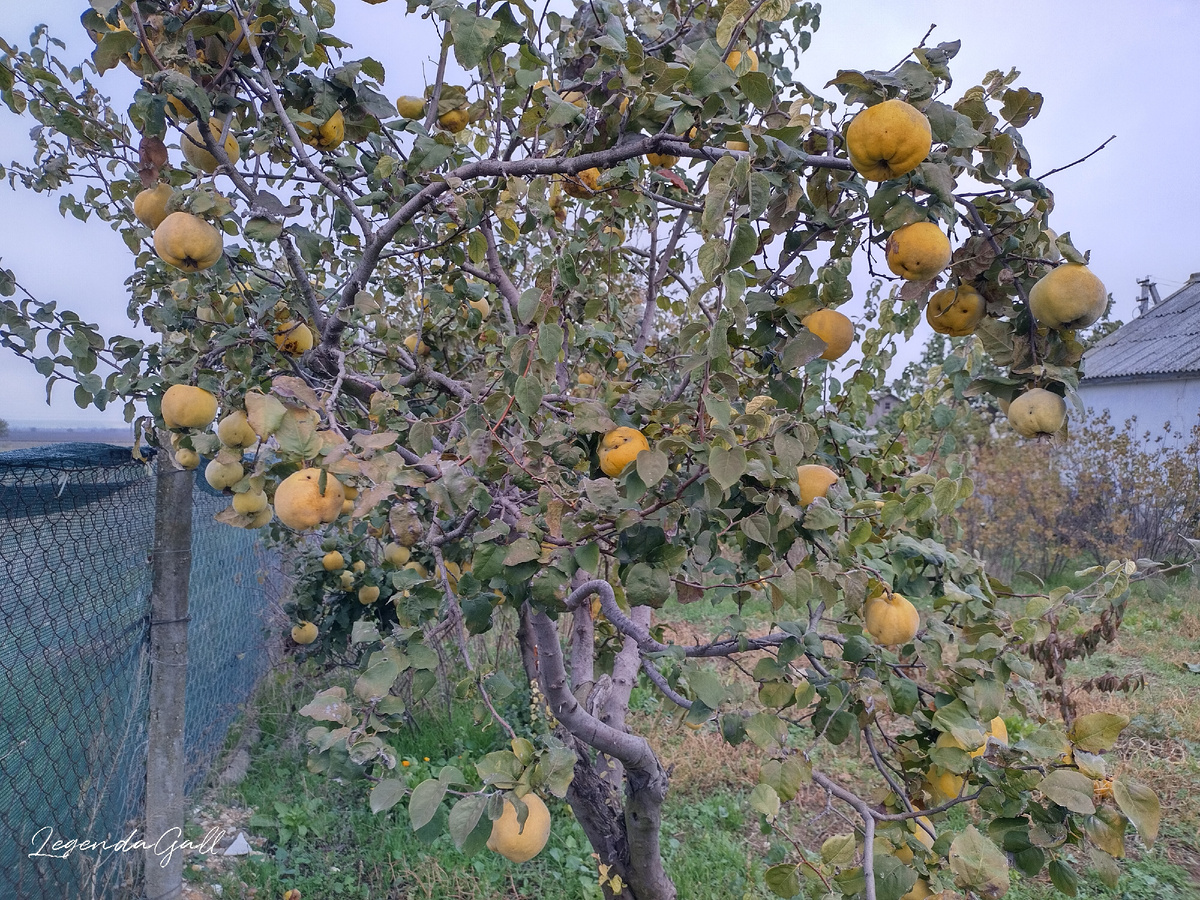 Спелая айва