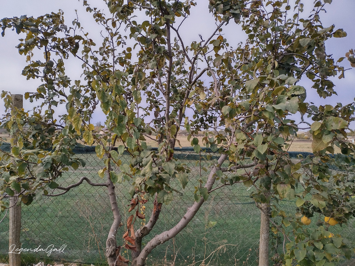 Одно деревце освободила от тяжести