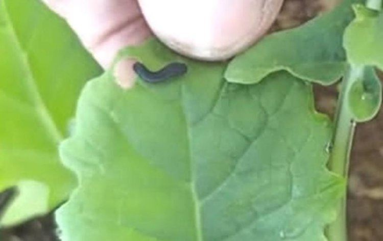    В Чеченской Республике на озимом рапсе обнаружили ложногусениц рапсового пилильщика