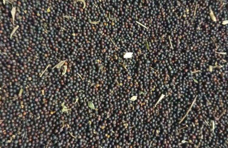    С начала года из Псковской области отгрузили свыше 11 тысяч тонн рапса