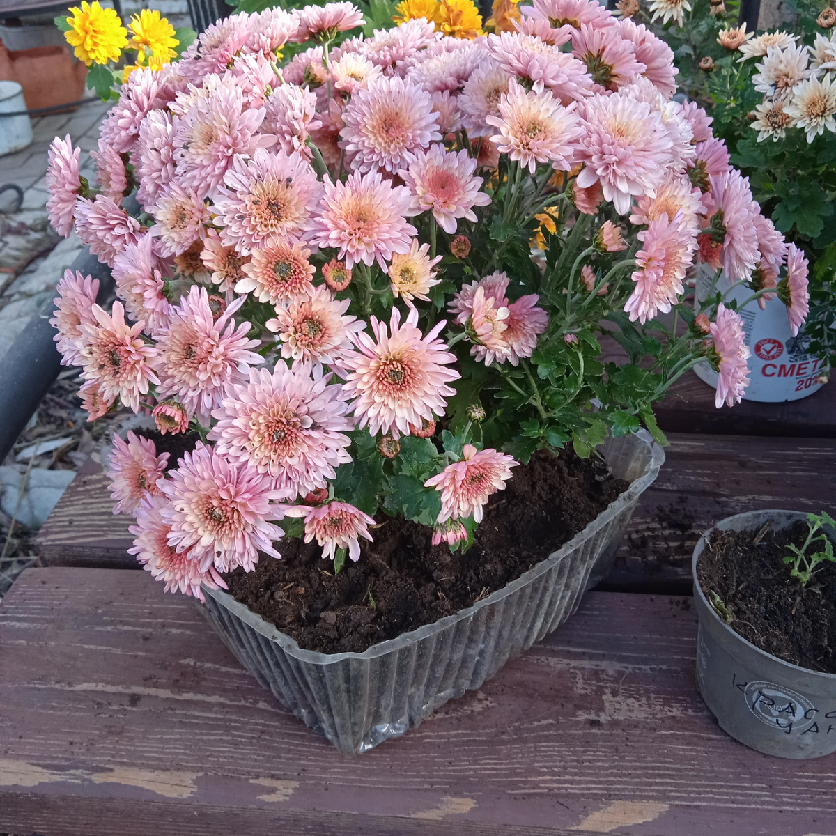 сегодняшние подвиги