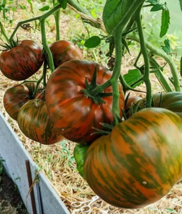 Помидоры на кусте