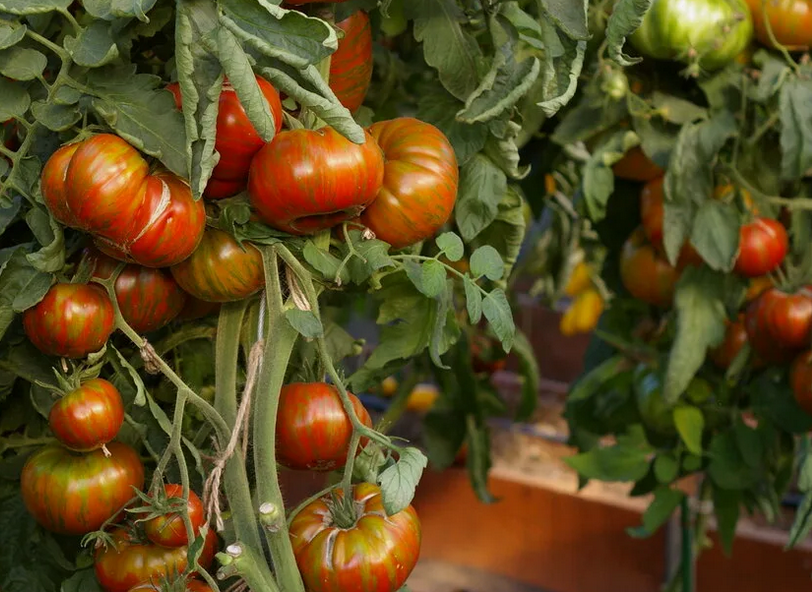 Много плодов