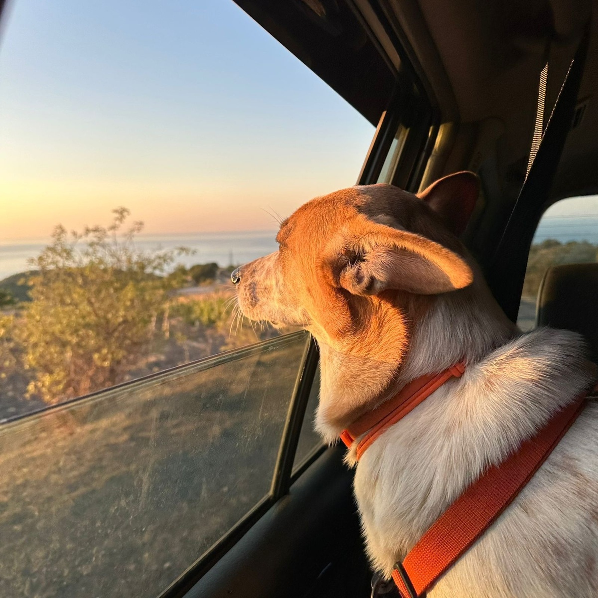 То самое лето, то самое море... И та самая наша бывшая подопечная Веснушка-Ася