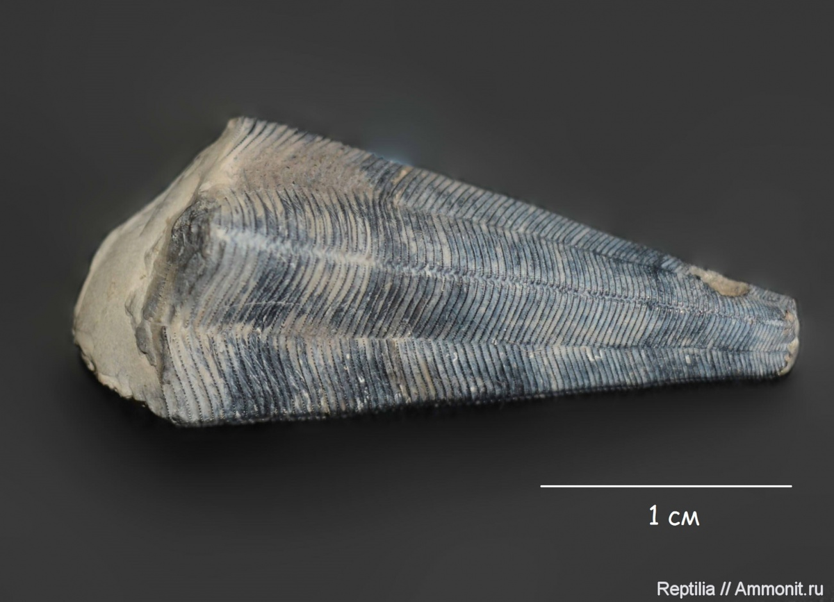 Конулярия из калужской области, фото и находка Reptilia с сайта Аммонит.ру