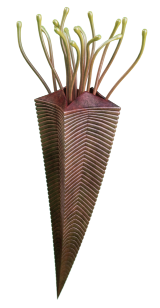 Реконструкция конулярии от Владислава Егорова