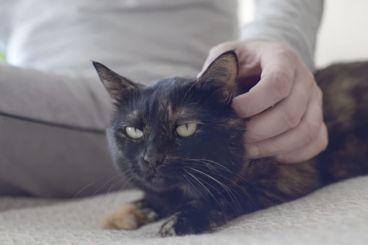 Кошку чешут за ушком 