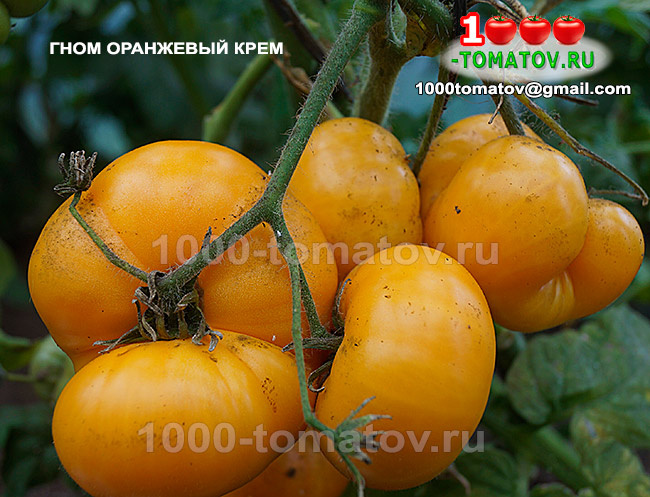 Томат Гном Оранжевый крем Dwarf Orange Cream  1