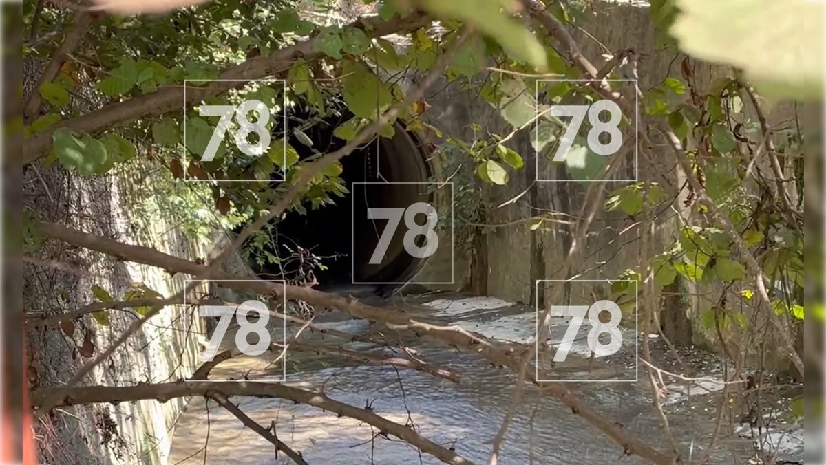 Место обнаружения / Фото: 78.ru