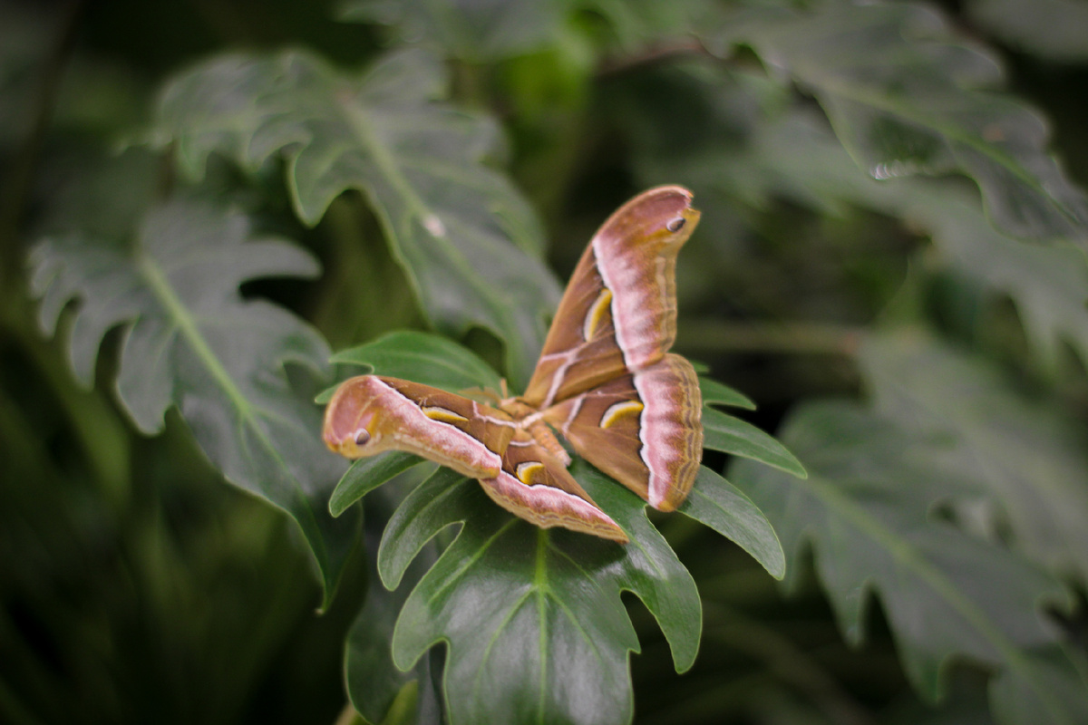 Айлантовый шелкопряд (Samia cynthia) в Парке бабочек Paradise