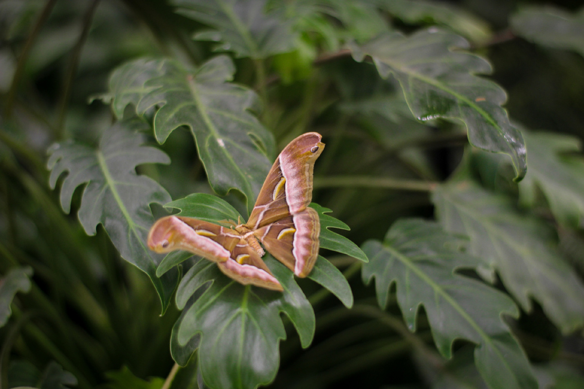 Айлантовый шелкопряд (Samia cynthia) в Парке бабочек Paradise