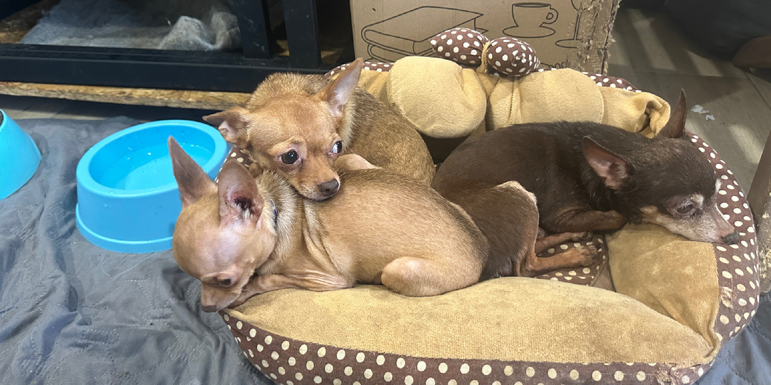 Сказки от Баси / Глава 10