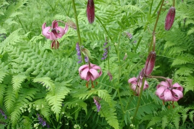    Лилия кудреватая. Фото: Черняевское участковое училище