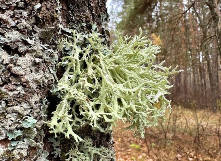    Чистый воздух в Бузулукском бору подтверждают лишайники Кристина Просвиркина