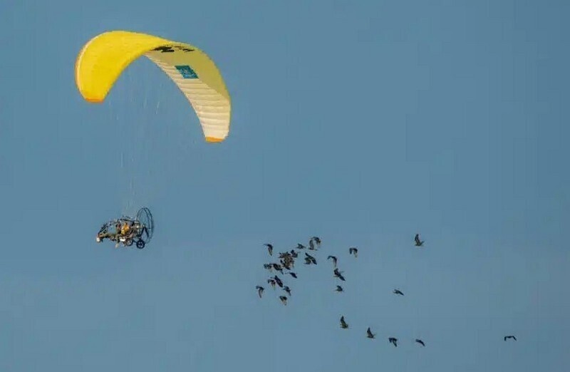    Ученые летают вместе с редкими птицами, чтобы научить их мигрировать