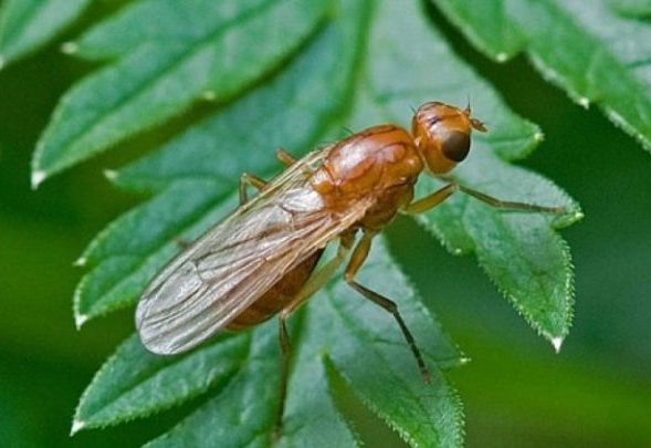 Морковная муха