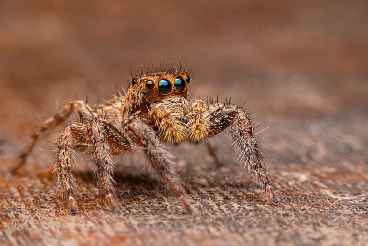    Чем известны пауки Copyright (c) 2021 Tanakon Phoophaphiw/Shutterstock. No use without permission.