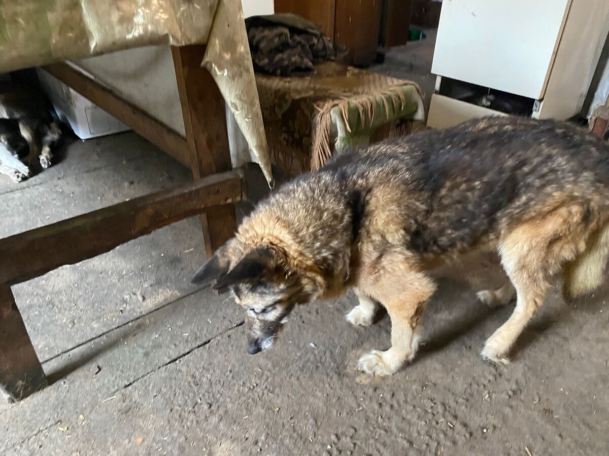 Старушка Кума