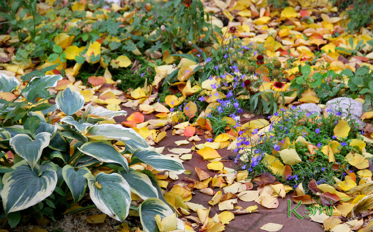 Синяя лобелия спряталась от холодов под листвой абрикоса. 28 октября 2024 г.