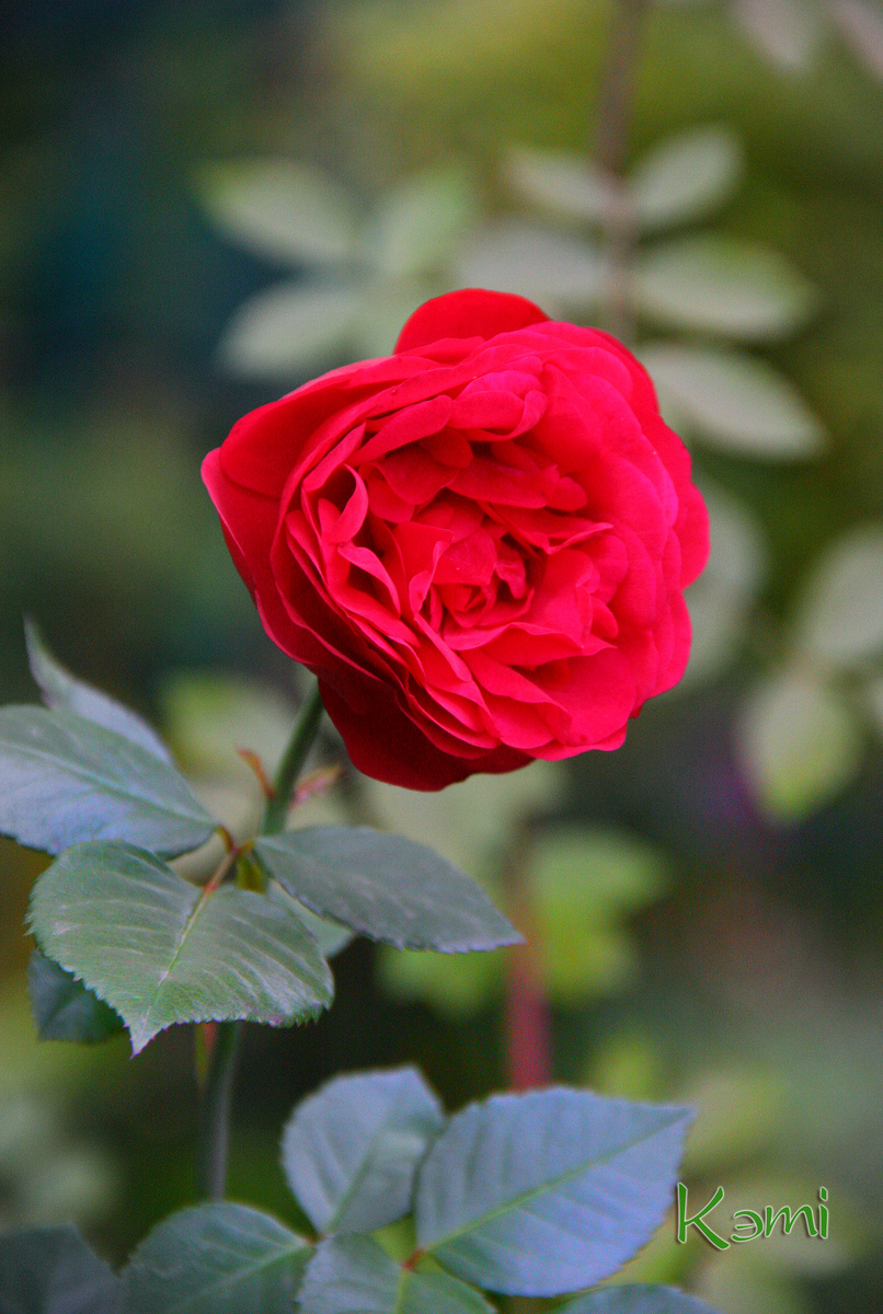 Роза Пиано распустилась в конце октября, так и задумалась на много дней, радуя меня своей яркой красотой.