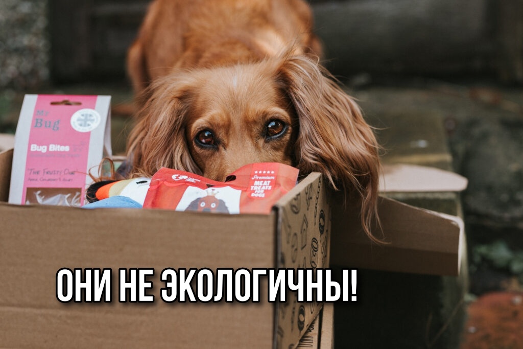 Неожиданные исследования: эти домашние животные наносят меньше всего время экологии 