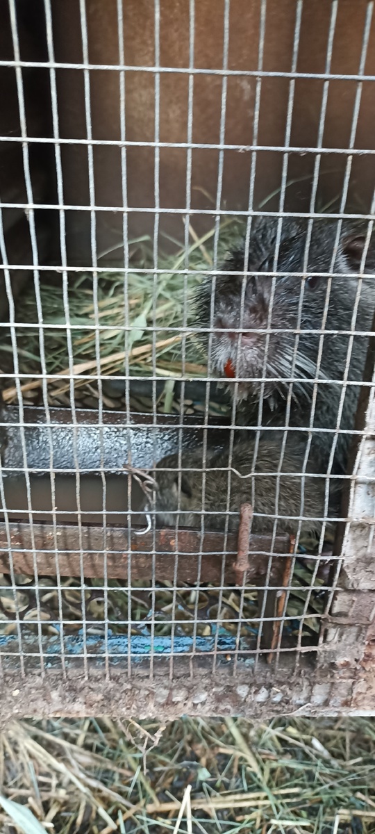 поилку креплю к сетке крючками