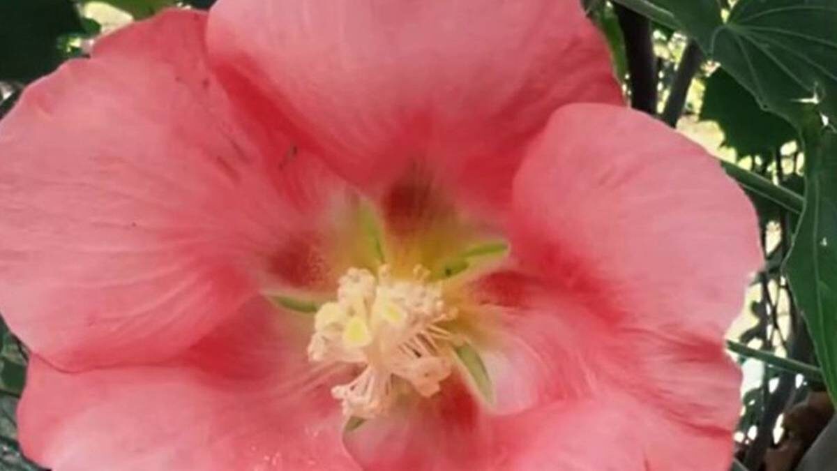    Фото: Скриншот видео / Telegram-канал парк Ривьера