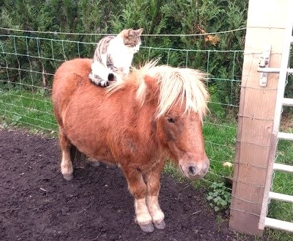 Из свободных источников