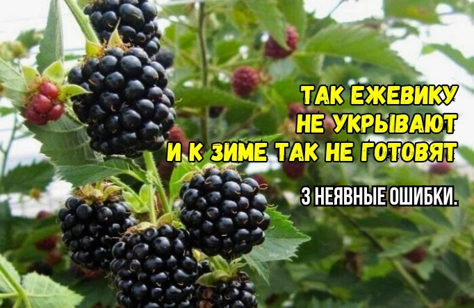 Ежевика в ноябре: что не нужно делать при подготовке к зиме. 3 дела - и подмерзает, выпревают почки, не плодоносит. И что сделать полезного